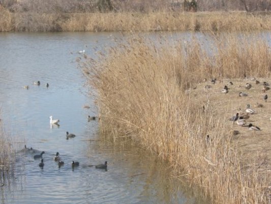Mare Nostrum dă startul Festivalul Eco Handmade la Delfinariu